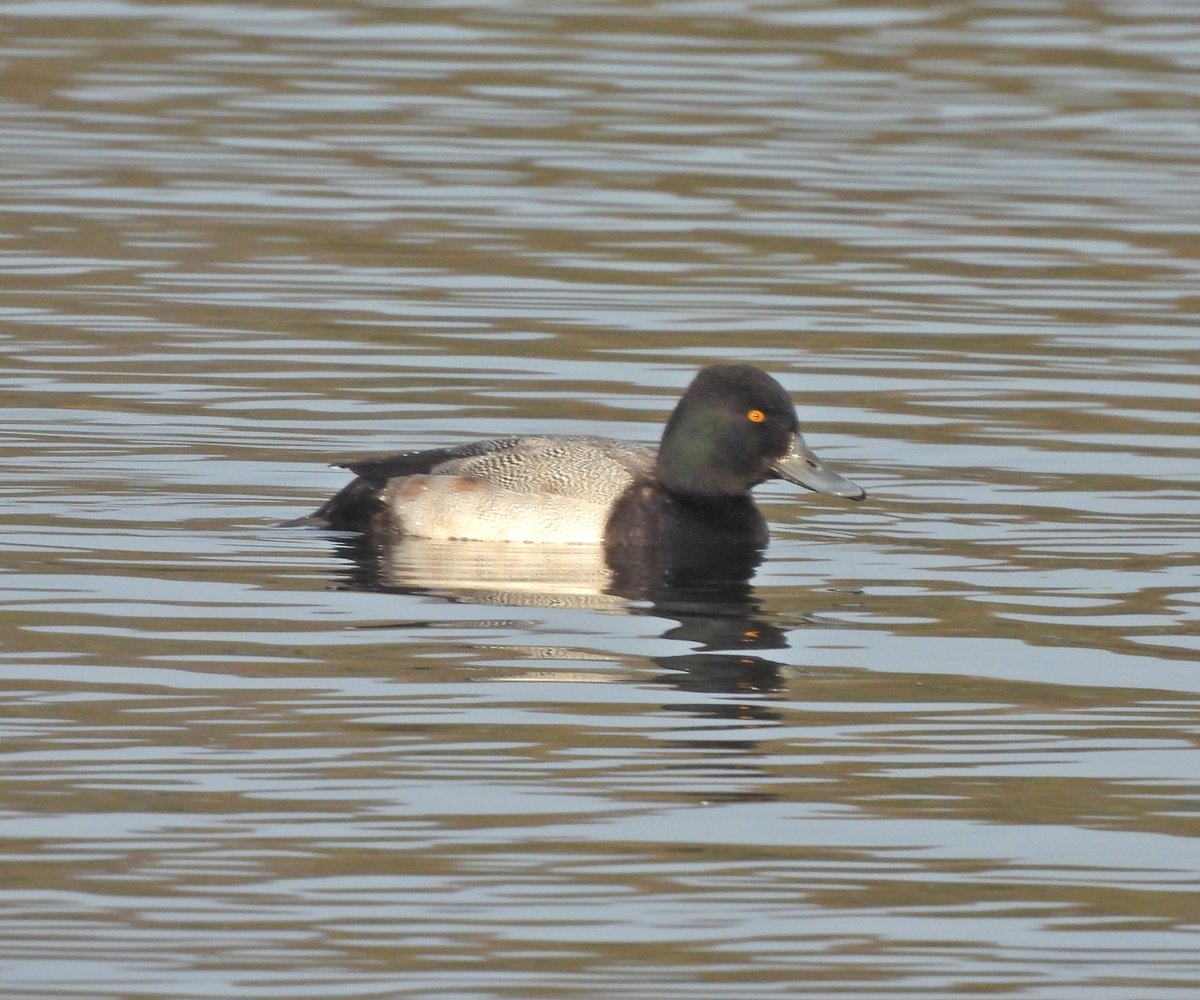 HargraveClive's tweet photo. Lesser Scaup earlier this morning at Longham Lakes
@DorsetBirdClub #TwitterNatureCommuity https://t.co/DDsxZq36rK