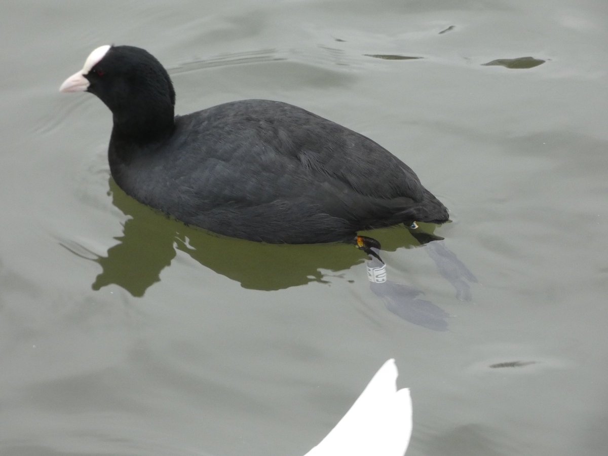Calybites's tweet photo. Coot FDJ has reappeared at Roundhay Park, Leeds 😀
#CootOfTheDay
@JillWarwick #CootStudy https://t.co/7sSN0t4y3B