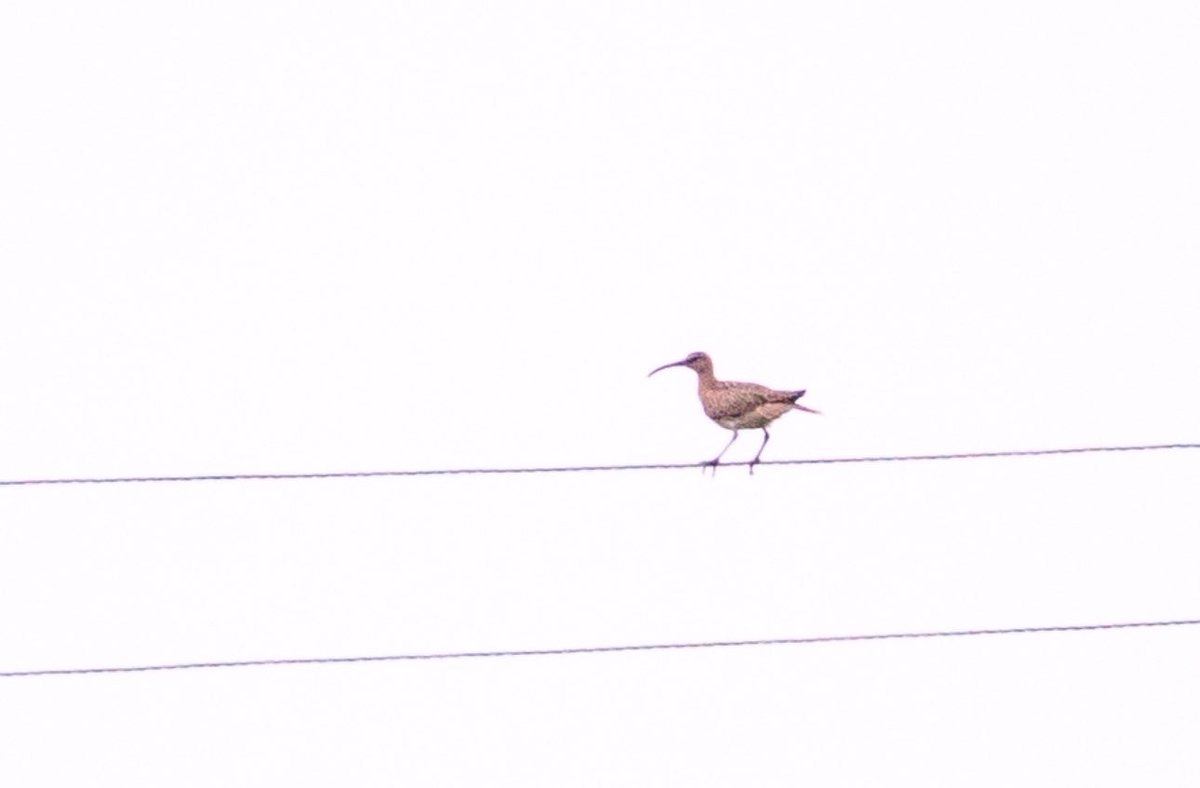 CogHarry's tweet photo. @rothiemoon Here’s a whimbrel on a wire! - (photos and background here https://t.co/mL7XfjTLie ) https://t.co/dqmbt80Bsc