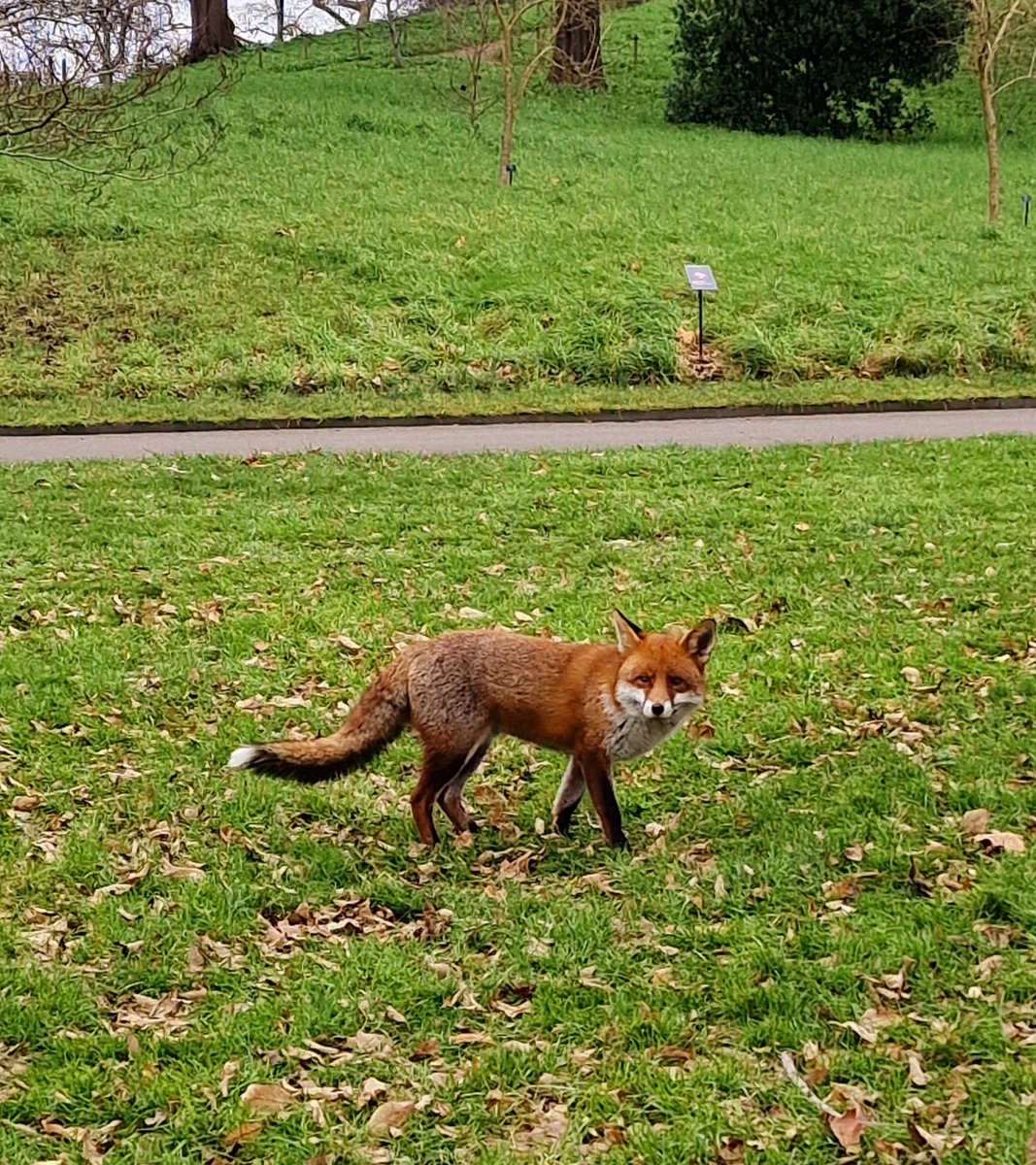 OrcusSand12345's tweet photo. Relaxing afternoon ♥️🥰 
#kewgarden #fox #redfox #beautifulhome #GardeningX #animals https://t.co/Aj5niYAjef