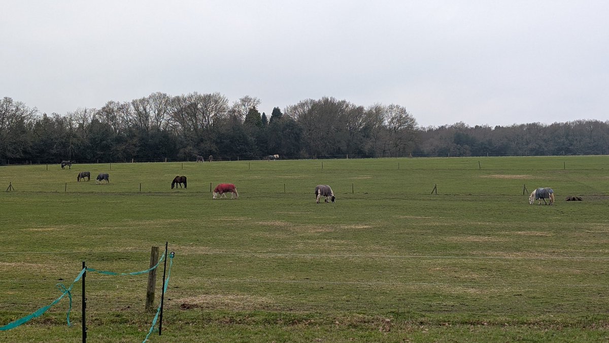 GobbyB27's tweet photo. Back with the beasts. Awaiting mine to have his lunch before a short in-hand. #horselife #stablehand https://t.co/Oolrpqo8XM