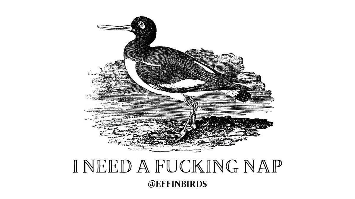 EffinBirds's tweet photo. https://t.co/RZovaKUDmc