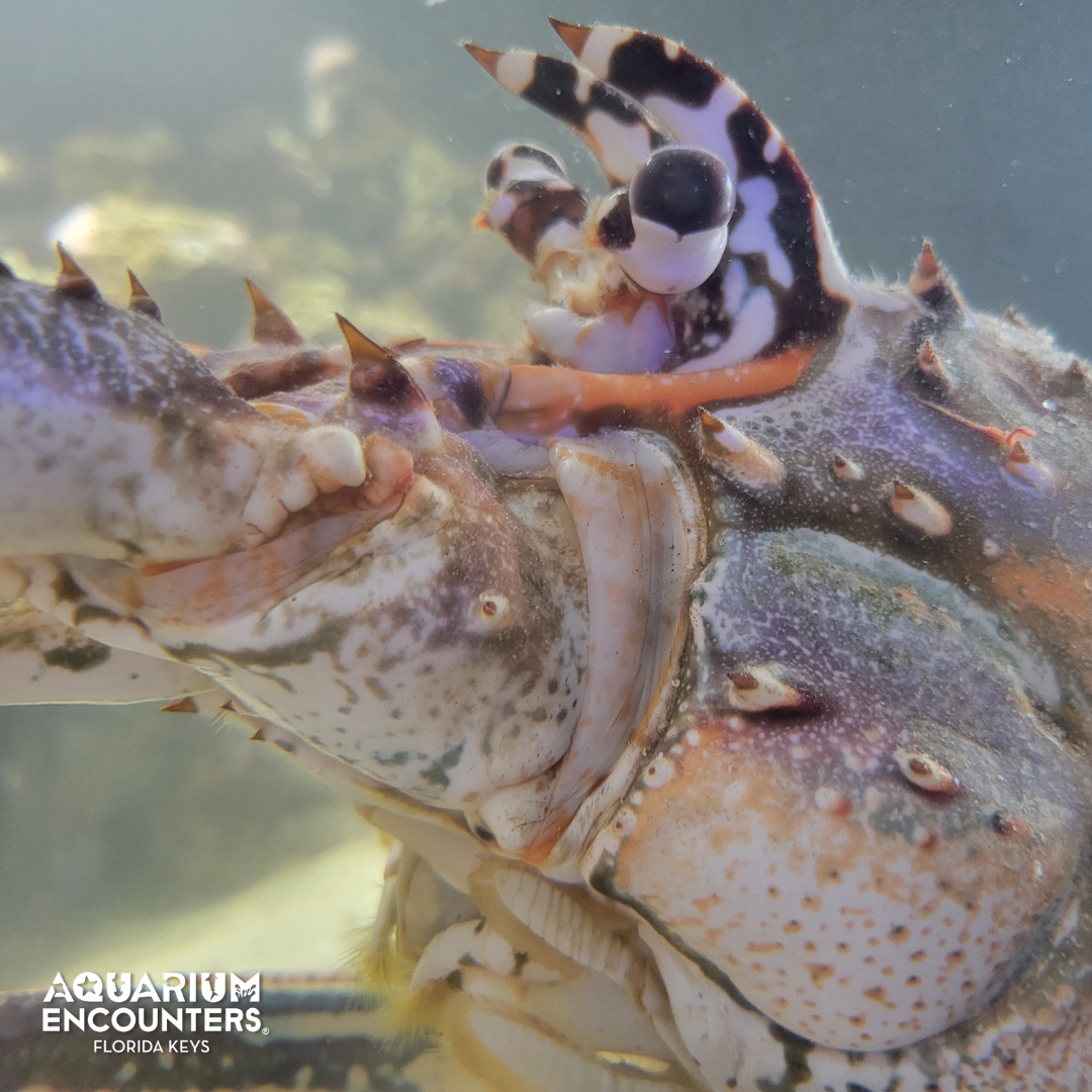 FLKeysAE's tweet image. When you’re this photogenic, it’s hard not to claw your way into the spotlight. 📸