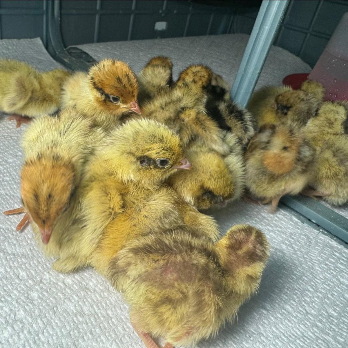 HatchingTime's tweet image. With durable designs, efficient heating systems, and easy-to-clean features, our 9.5-inch brooding solutions ensure your chicks thrive.

#HatchingTime #Cimuka #QuailBrooder