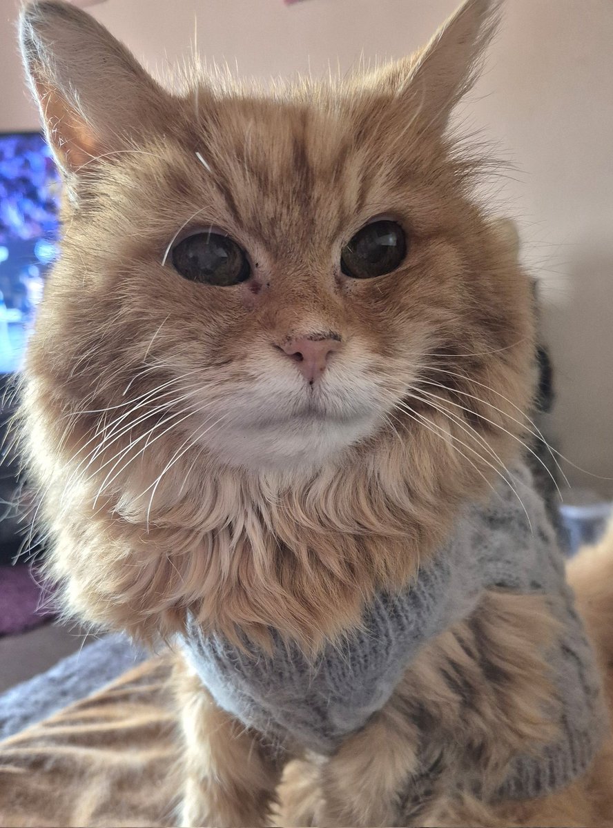 REDSJEWELS1's tweet photo. 'Mum says I is a bit of a scruffbag at times..er you is not exactly a Bobby Dazzler all the time yaself lady!!xx' πΎπΎ #Billcat #cats #CatsOfTwitter #CatsOnTwitter #CatsOfX #CatsOnX #CatsAreFamily #Hedgewatch https://t.co/hvdisCW42j