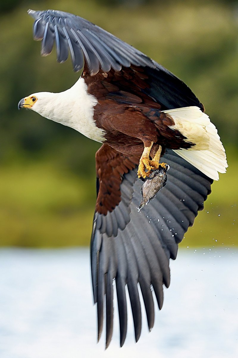 Kenya, African Fish Eagle
 <a href="/NikonUSA/">NikonUSA</a> <a href="/earthcurated/">Earth</a> 
<a href="/NikonEurope/">NikonEurope</a> <a href="/magicalkenya/">Kenya Tourism Board</a>
<a href="/NatGeo/">National Geographic</a> <a href="/NikonProEurope/">Nikon Pro</a>
<a href="/nikonownermag/">Nikon Owner</a> <a href="/NikonPro/">Nikon Pro</a> <a href="/NPhotomag/">N-Photo</a>
<a href="/itphotographers/">photographers.it</a> <a href="/kenyapics/">Kenya Pics</a>