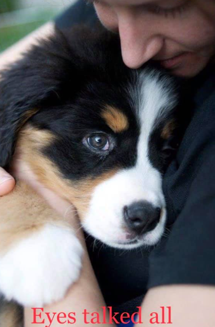 _XDogs's tweet photo. I was adopted today, don't scroll without say hello to me https://t.co/vPKOG8j8aG