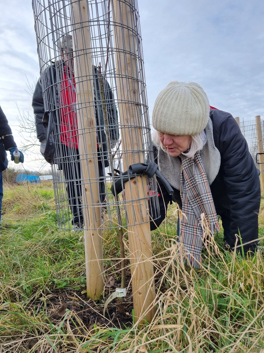 fruitnutvillage's tweet image. It's been great working with @CETBrum today... pruning their orchards in #CastleValeAllotments