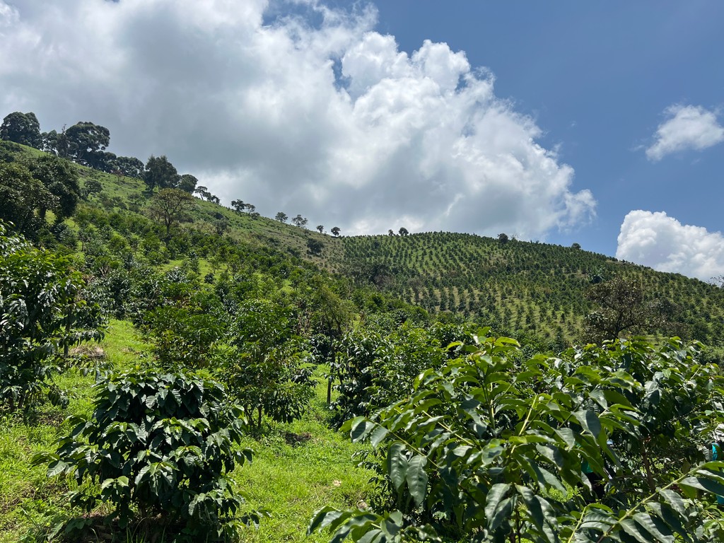 mtnharvestug's tweet photo. πΏ Coffee from Mount Elgon & Rwenzori! Nyasaland, SL14, and SL28 thrive in unique climates, offering rich flavors and resilience. Grown in agroforestry, supporting sustainable farming and local economies. βπ
#SustainableFarming #CoffeeVarieties #MountainHarvest #FromFarmToCup https://t.co/3Ifz3yy1n4
