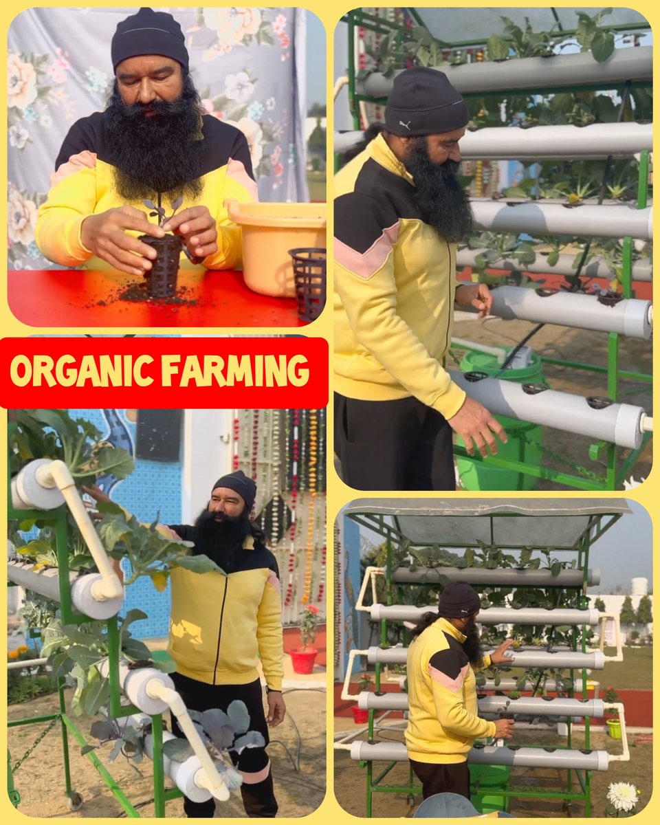 Rekhajuneja777's tweet image. Invaluable natural/#OrganicFarmingTips that Saint MSG has personally practiced &amp;amp; implemented to transform the world of farming.
Learn the immense benefits of #OrganicFarming, the power of prayer in #AdvanceSgriculture