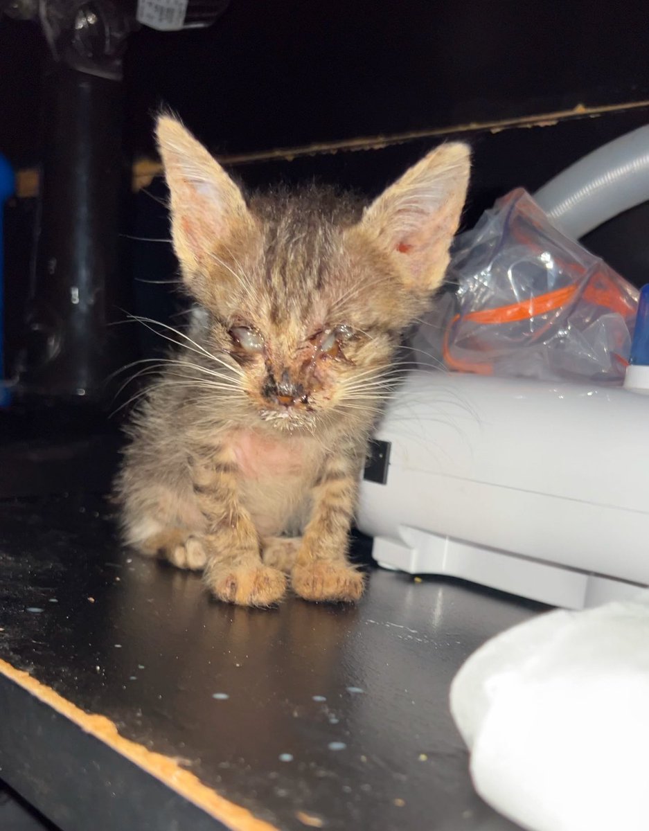 di_abrigo_davi's tweet image. Somos a soma de cada gesto de carinho, solidariedade… Somos a soma de esforços. Gratidão pela corrente do bem em prol do Abrigo Davi.
Toda ajuda importa! E hoje, precisamos de colírio, ração, biodex, doxitec, areia, tapetes higiênicos, leite, patês…
Aqui estarão os números dos…