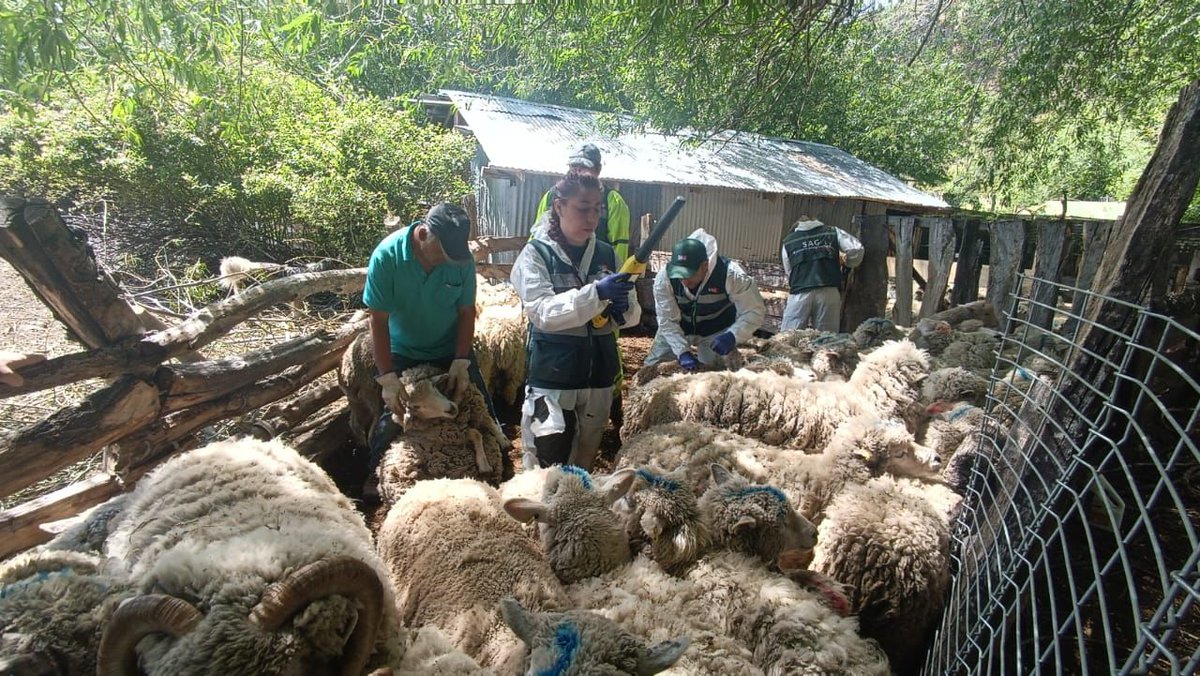 sagchile's tweet photo. En el marco del #FNDR "Programa Control Integrado de la Hidatidosis en Aysén", @sagchile #ChileChico realizó vacunación contra la #Hidatidosis en rebaños de ovinos 🐑 🐑 en el sector de #Fachinal. https://t.co/YISSIS61ci