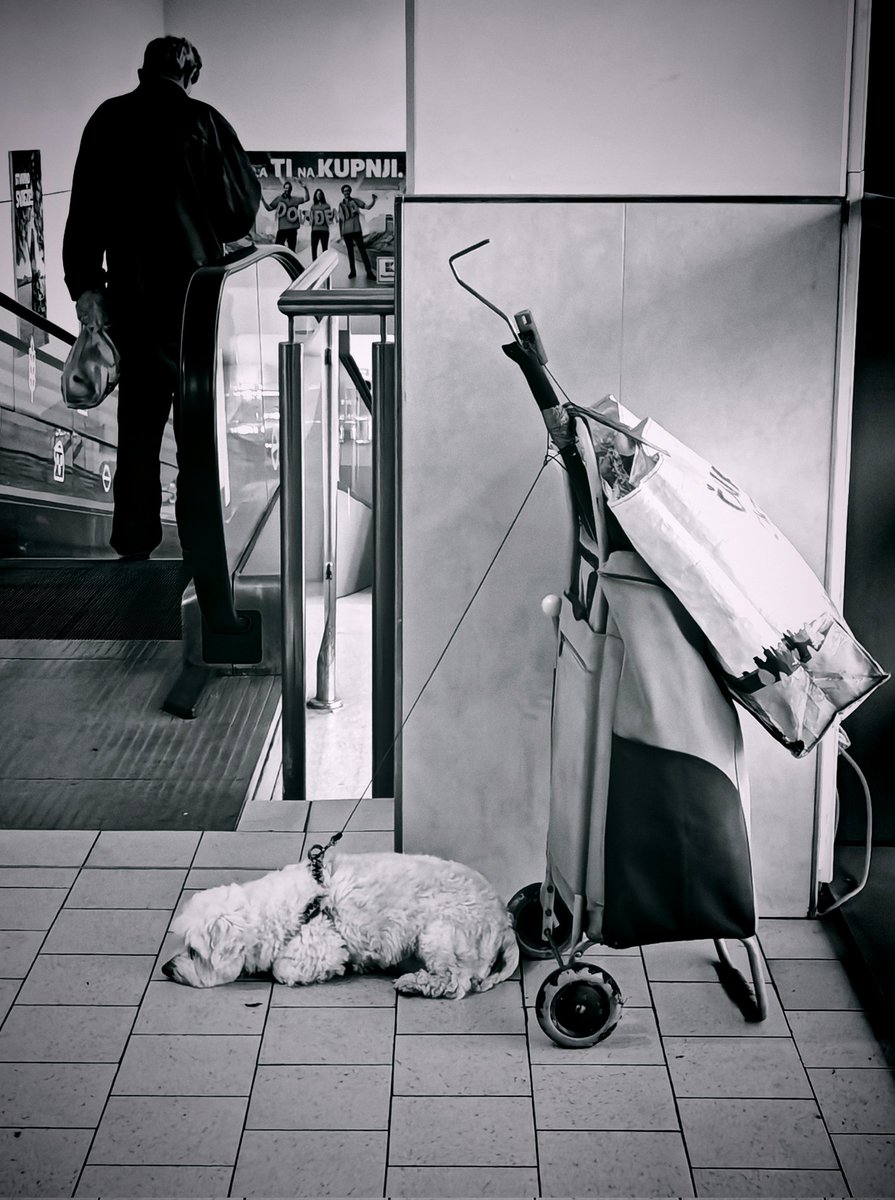 Untitled (ZG2025)
#photo #solitude #Fotos #foto #photograghy #photography #photograph #PHOTOS #blackandwhite #bnw #blackandwhitephoto #doglovers #dog