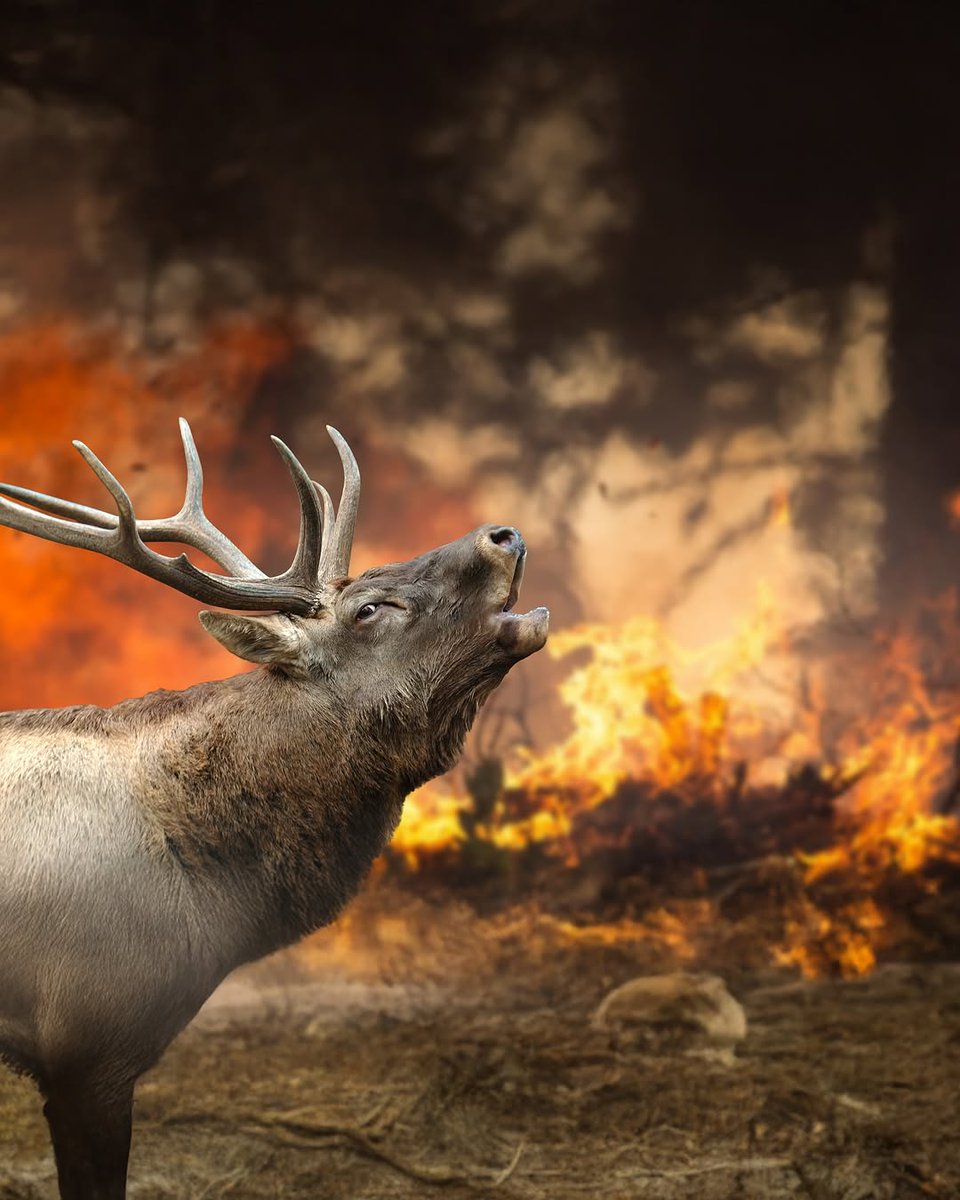 Tiredearth's tweet photo. The devastation from the wildfires is truly heart-wrenching. Hundreds of species, including cougars, mountain lions, black bears, deer, bobcats, coyotes, and the iconic California condors, are at grave risk. 

#TiredEarth #CaliforniaWildfires https://t.co/O61P8fqlNg