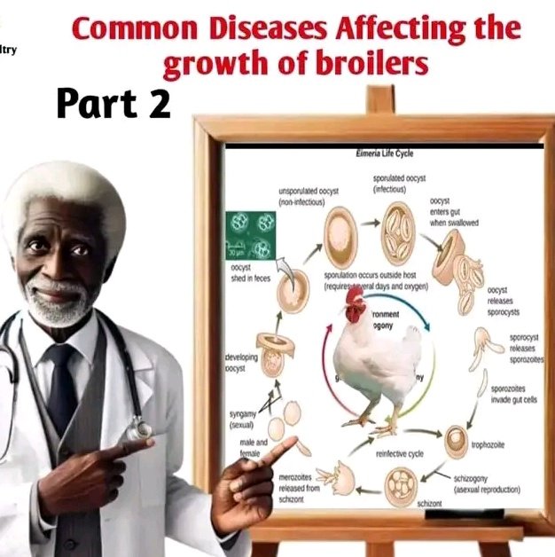 EugeneIradukund's tweet photo. coccidiosis is a serious disease that can undermine poultry businesses through its effects on bird health and productivity. Early detection and proactive management are essential for mitigating its impact.
#FarmWithEugene 
#FoodForAll 
#AgrInfluenceRw https://t.co/kDGEFBiV3c