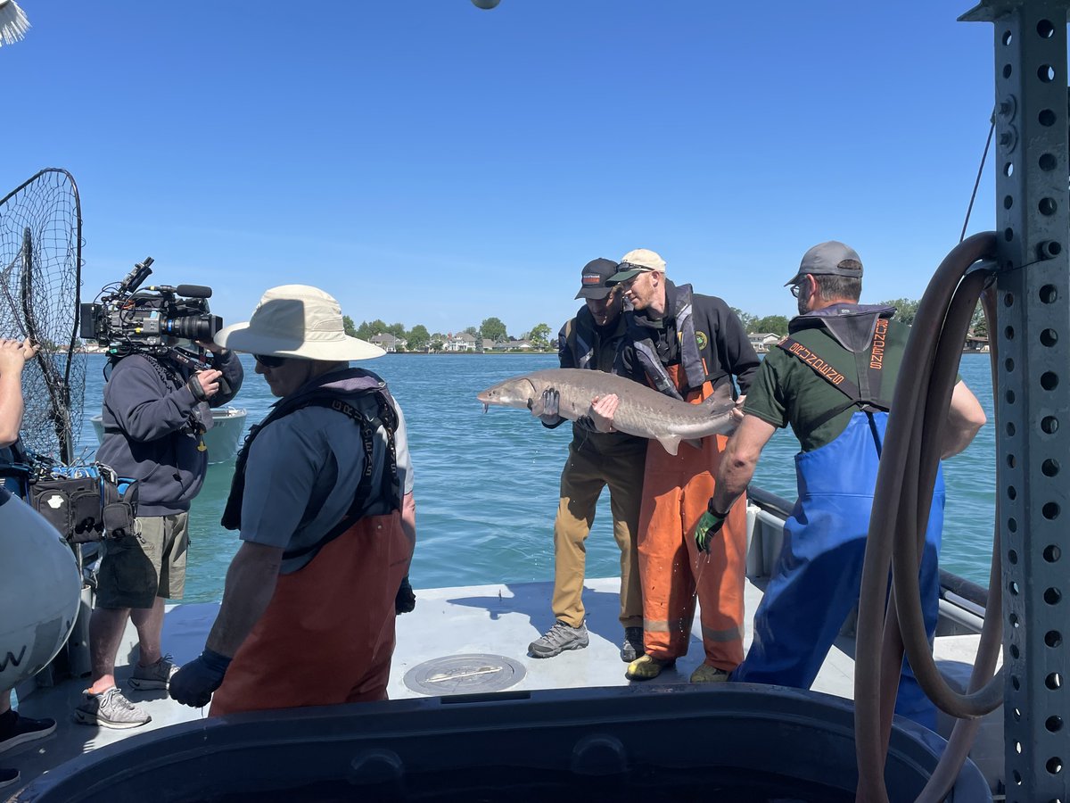 FishBio_Briggs's tweet photo. Special #TagReturnTuesday fish! This female #LakeSturgeon was tagged in #LakeStClair in 2004 at 11 years old and 42" long. It was recaptured for the 3rd time in 2024 while @WildKingdom was out with us filming for a #GreatLakes episode that will air this weekend on NBC! #sturgeon https://t.co/DJ8RI5a7Dj