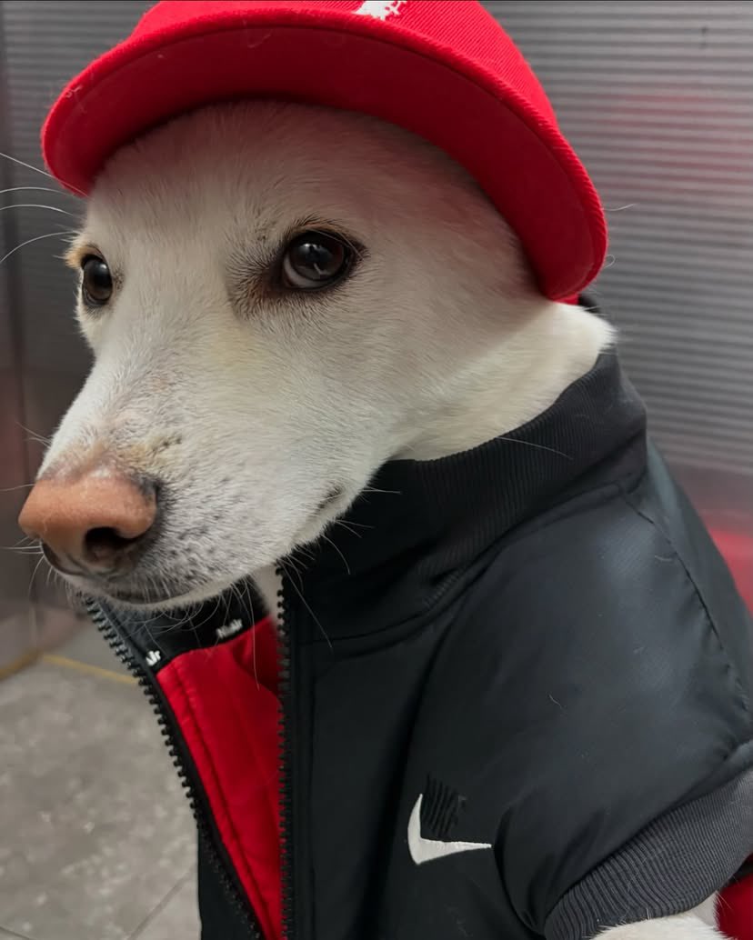 SIGMABOYDOG's tweet photo. #SIGMABOY #DOGMAN https://t.co/ryP9G2oPN8