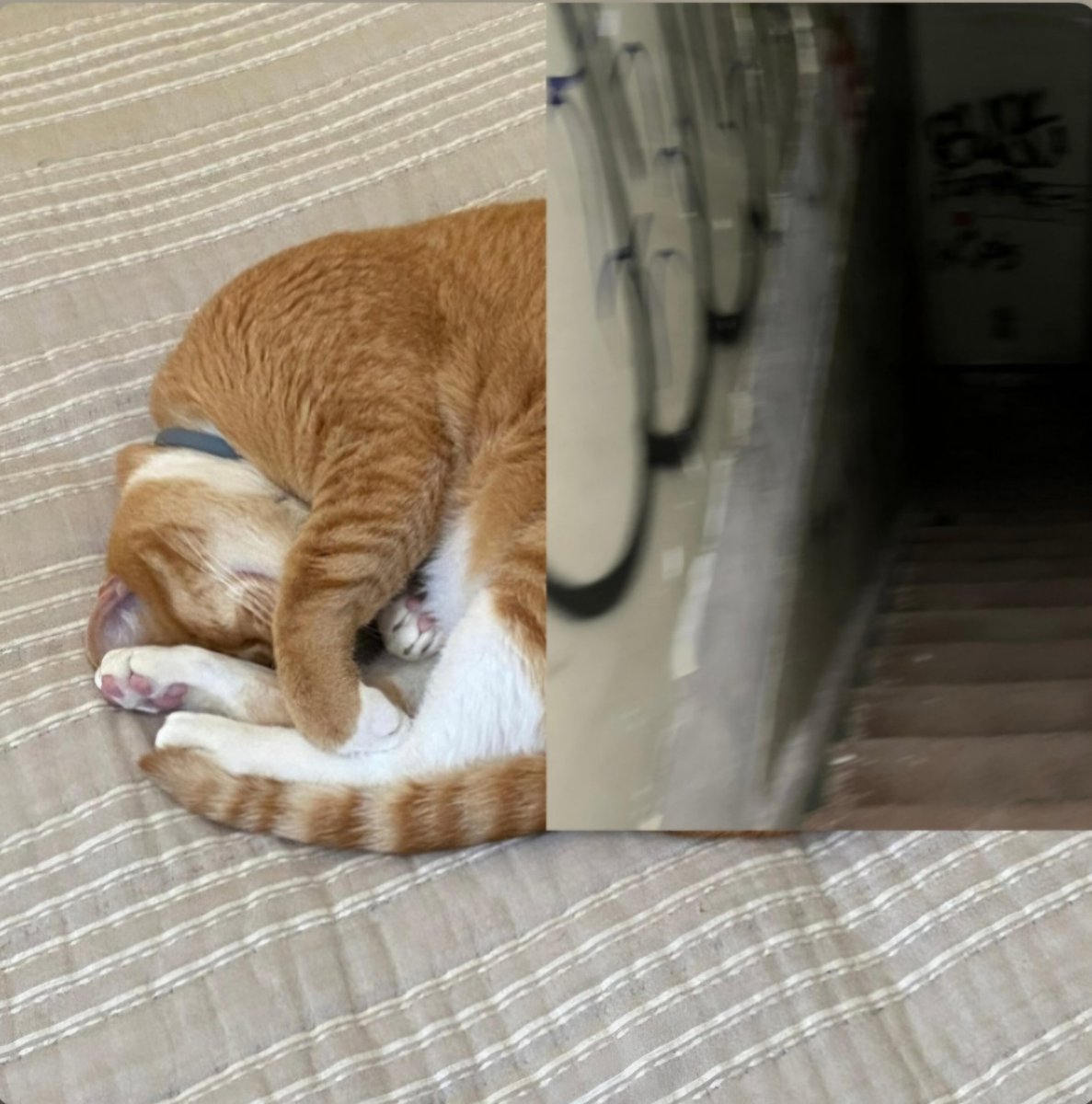 maxmaple25's tweet photo. Albums I listened to on the train
1) Paramore - Brand New Eyes
2) bl4ck m4rket c4rt - Today I Laid Down
3) Ravyn Lenae - Bird's Eye
4) Mitski - Retired from New, Sad Career in Business https://t.co/hGPzajPR1B