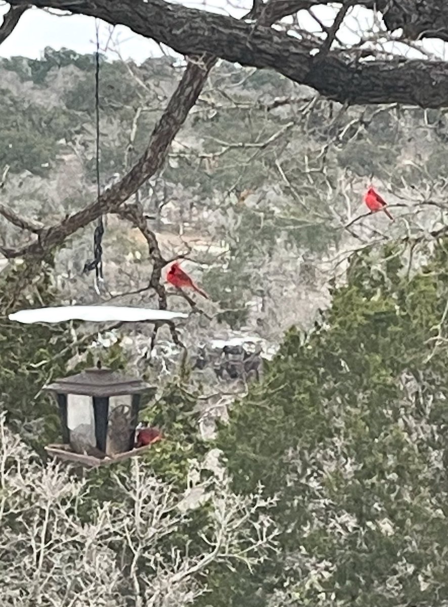 Snow Days ❄️ in the Hill Country are the best days! <a href="/mjuanita05/">Juanita Delgado</a> <a href="/Natalie19730000/">Natalie jones</a> <a href="/Jewelsaw4/">Julie Wiley</a> <a href="/hccphsap/">Dan Horton</a> <a href="/FisherFunCISD/">A'ndrea Fisher</a> <a href="/ComalLiteracy/">Lauren D’Amore</a>