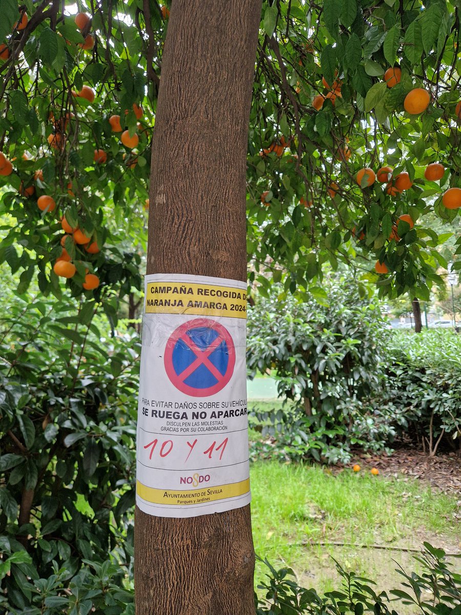 No aprendemos o no nos acordamos de un año para otro <a href="/eveliarincon/">Evelia Rincón</a> ?
Anuncian campaña recogida naranjas <a href="/Ayto_Sevilla/">Ayuntamiento de Sevilla</a> para los días 10 y 11 enero.
Y por aquí no ha aparecido nadie.
Ya se ven las primeras naranjas en el suelo.
  Se pedirán responsabilidades o ni lo sabía?