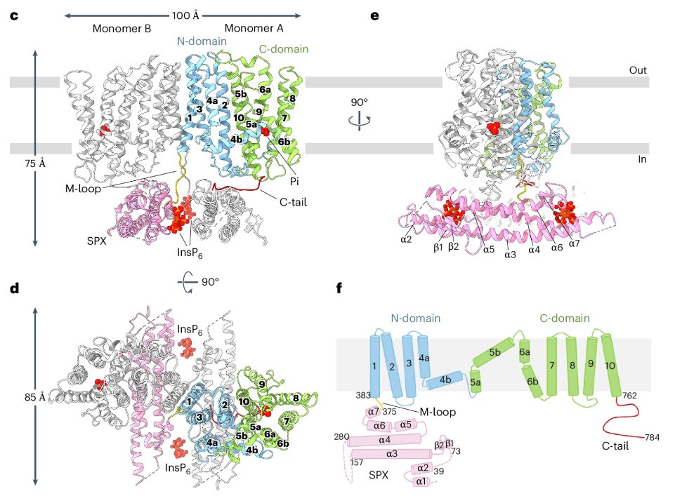 New Article: "Structural mechanism underlying PHO1;H1-mediated phosphate transport in Arabidopsis"  rdcu.be/d62pA

Phosphate transporter PHO1: cryo-EM, biochemical &amp; physiological analysis. Molecular and regulatory mechanism of transport mediated by the SPX–EXS family.