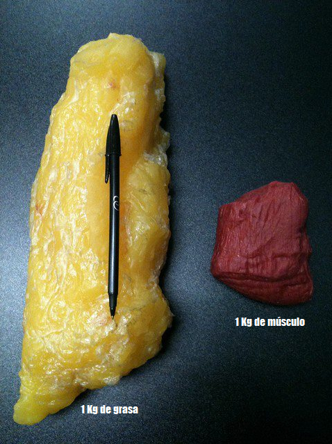 NOgymNOlimits's tweet photo. La GRASA abdominal es la más difícil de perder y la más fácil de ganar.

Es FRUSTRANTE. Lo sé. Yo también pasé por ahí. 

¿Quieres perderla? Lee esto 📒👇 https://t.co/NcB6t4nNfx