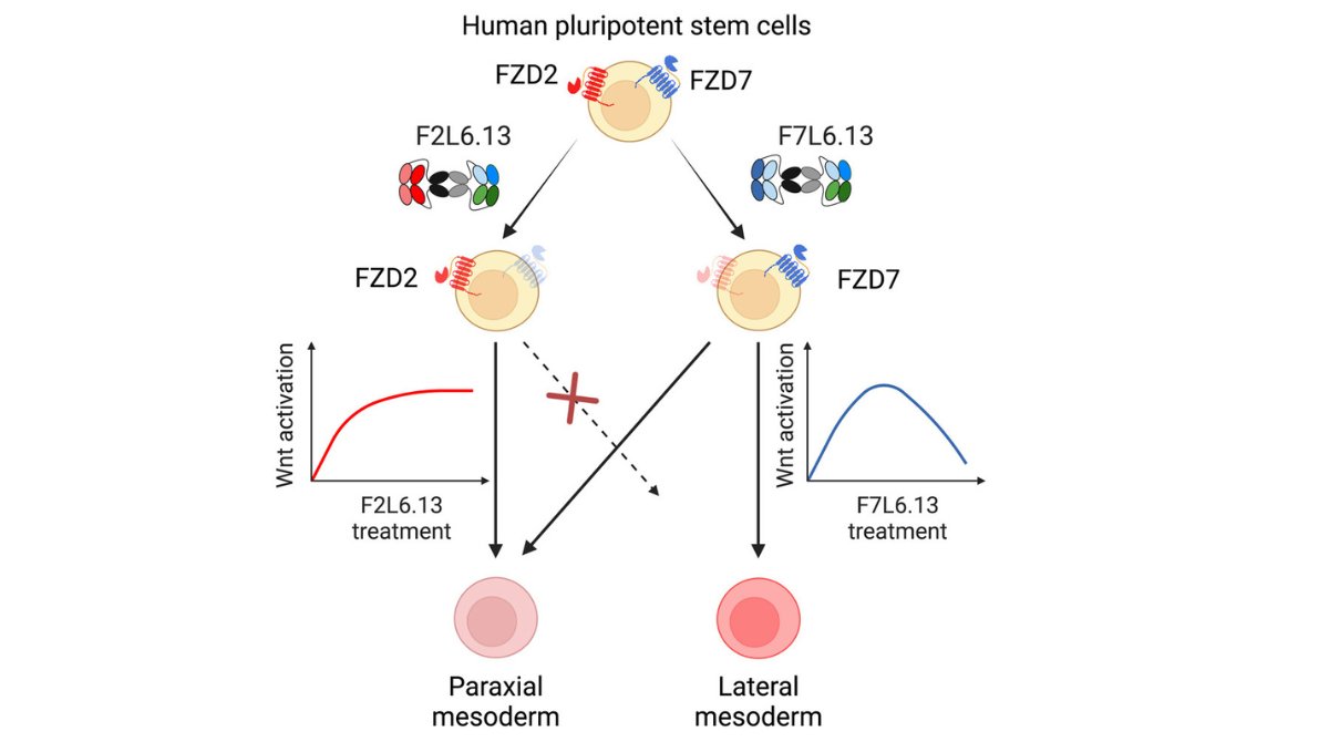 StemCellReports (@stemcellreports) on Twitter photo New research from <a href="/DonnellyCentre/">Donnelly Centre</a>: Selective activation of FZD2 and FZD7 reveals non-redundant function during mesoderm differentiation #wntsignaling #mesoderm
<a href="/UofTPharmacy/">Leslie Dan Faculty of Pharmacy</a> <a href="/UofT/">University of Toronto</a> <a href="/UoftB/">uoft_biochemistry</a> <a href="/ISSCR/">ISSCR</a> <a href="/CellPressNews/">Cell Press</a> <a href="/GairdnerAwards/">Gairdner Foundation</a> <a href="/SickKidsNews/">The Hospital for Sick Children (SickKids)</a>
ow.ly/MvQm50UKaqZ New research from <a href="/DonnellyCentre/">Donnelly Centre</a>: Selective activation of FZD2 and FZD7 reveals non-redundant function during mesoderm differentiation #wntsignaling #mesoderm
<a href="/UofTPharmacy/">Leslie Dan Faculty of Pharmacy</a> <a href="/UofT/">University of Toronto</a> <a href="/UoftB/">uoft_biochemistry</a> <a href="/ISSCR/">ISSCR</a> <a href="/CellPressNews/">Cell Press</a> <a href="/GairdnerAwards/">Gairdner Foundation</a> <a href="/SickKidsNews/">The Hospital for Sick Children (SickKids)</a>
ow.ly/MvQm50UKaqZ