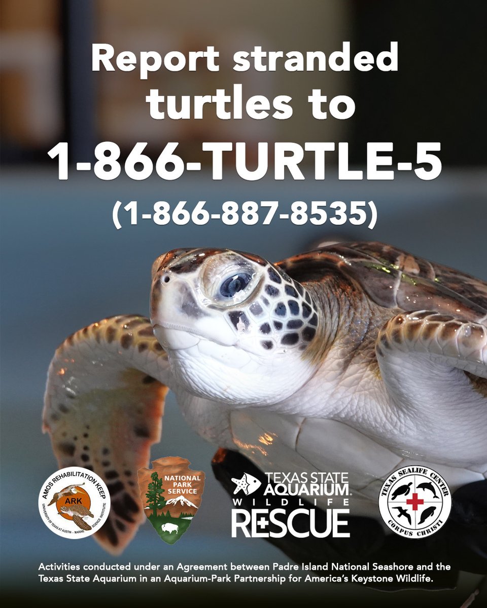 Cold-Stunned Sea Turtles Are Washing Up on Texas Beaches 🚨
📞 See one? Call the Texas Sea Turtle Info Line: 1-866-TURTLE-5 (887-8535) for guidance.

📷 Jason Page

#texasstateaquarium #savetheturtles #seaturtle #texas #corpuschristitx #coldstunnedseaturtles  #wildliferescue