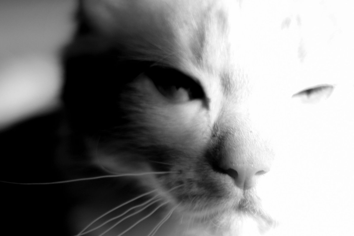 sydwrite's tweet image. "Mr. Buttercup", photography, by Sandra Dalton
sandradaltonphotography.com 

#catphotography
#wabisabi