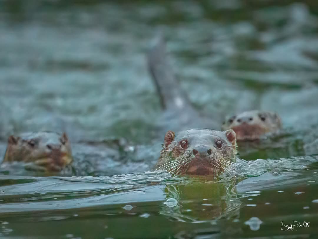 Ian Parkes (@bigkiddaddy1) on Twitter photo Not the best pic but amazing to see a family of otters Sunday , can't wait to photograph them again with better light & weather .
#wildlife photographer <a href="/BBCWinterwatch/">BBC Winterwatch</a> #naturelovers #wildlifephotography #riverside <a href="/Mammal_Society/">Mammal Society</a> Not the best pic but amazing to see a family of otters Sunday , can't wait to photograph them again with better light & weather .
#wildlife photographer <a href="/BBCWinterwatch/">BBC Winterwatch</a> #naturelovers #wildlifephotography #riverside <a href="/Mammal_Society/">Mammal Society</a>