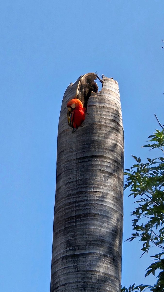 A nice guest visiting the <a href="/UdeA/">Universidad de Antioquia</a> today...
<a href="/FCENUdeA/">Facultad de Ciencias Exactas y Naturales UdeA</a>