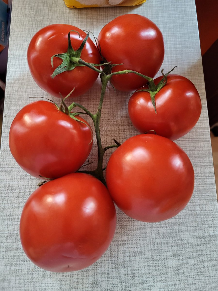 Zentas 🍊 tweet media