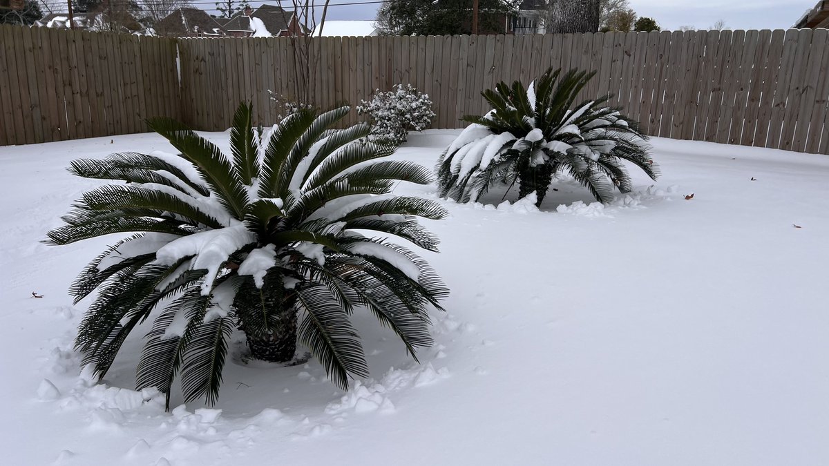 #Sneauxmageddon 2025 did not disappoint in south Lake Charles! Averaging about 6” across my front and back yards, but there were a not-small amount of 7” readings in wide open areas of the yard!