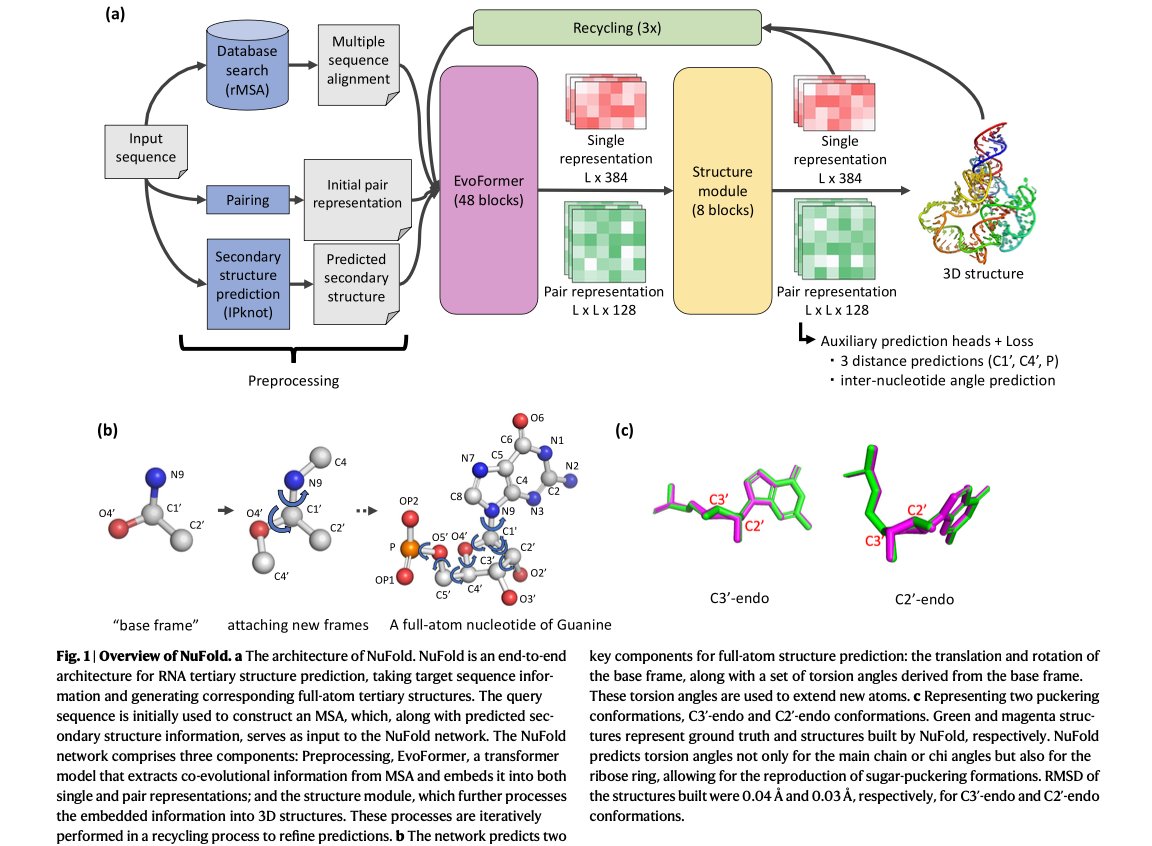 NIbtehaz's tweet photo. I am excited to share that our paper "NuFold: end-to-end approach for RNA tertiary structure prediction with flexible nucleobase center representation" has been published in Nature Communications #rna #rna_3d_structure #bioinformatics🥳🥳🥳📷 https://t.co/eOkVry8xRP
