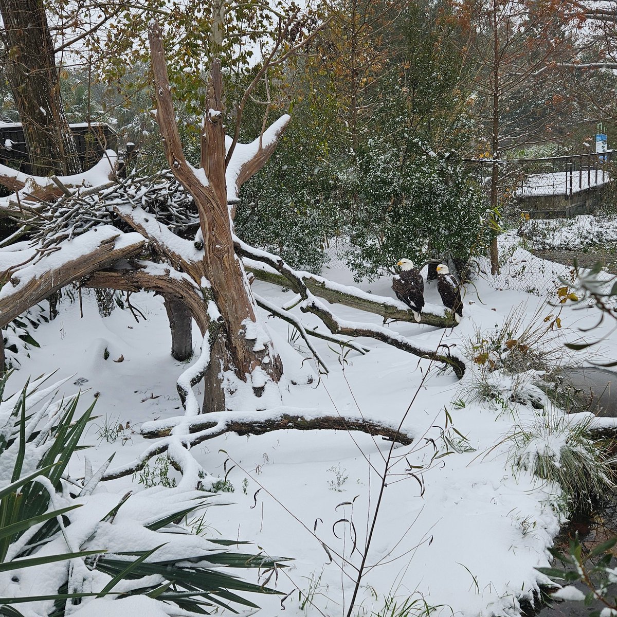 houstonzoo's tweet photo. Our bald eagles and whooping cranes are taking their turn in the snow. Both birds are native to North America and can tolerate a wide range of different weather conditions, including snow.

📸: Kevin H., VP of Animal Programs https://t.co/MW2HOlVazh