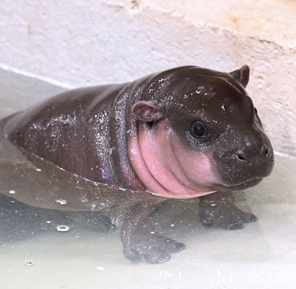 Tigerlilyy408's tweet image. Hey @moonshot I downloaded your app last night, but didn’t find $Poppy on there. Can this little cutie get listed please? 🦛 🌺