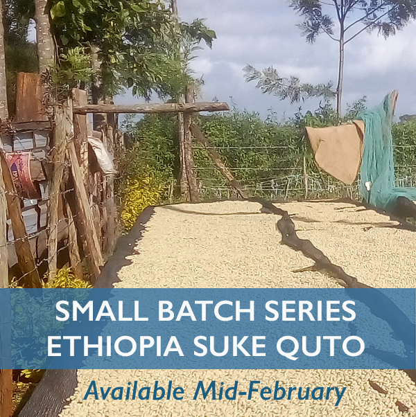 swisswater's tweet photo. Swiss Water is beyond delighted to start 2025 with an exceptional #SmallBatchSeries decaf from Ethiopian producer Tesfaye Bekele and his award-winning Suke Quto farm. This coffee will be limited and will become available in the next few weeks. Please reach out for a sample. https://t.co/Y59bU45yQo