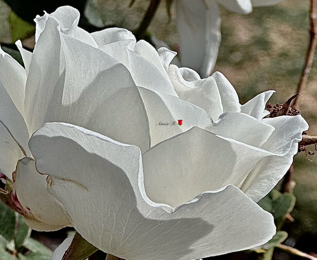 AimeeR2022's tweet image. Happy #RoseWednesday🤍🌹
Its delicate petals are like snow, and its sweet scent is a breath of fresh air. It's a flower revered for centuries for its beauty and its symbolism.
Don’t be deceived by appearances….this rose is delicate and yet strong enough to weather many storms.…