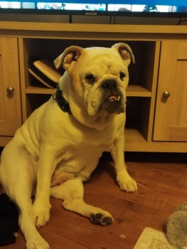 millypod1's tweet photo. HETTI HOME SAFE. THANKS FOR RT's 😊🐕🐾

🆘20 JAN 2025 #Lost HETTI #ScanMe
ELDERLY White Bulldog Female
Small beige patch on her right ear, cloudy eyes, scar on belly from being neutered.PLEASE SHARE
#Wallasey nr #Liscard Borough #Wirral #Merseyside #CH44 
https://t.co/lXBrwLPKkV https://t.co/vRtfNqNB0r