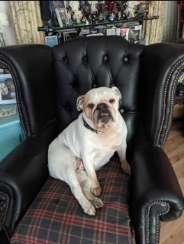 millypod1's tweet photo. HETTI HOME SAFE. THANKS FOR RT's 😊🐕🐾

🆘20 JAN 2025 #Lost HETTI #ScanMe
ELDERLY White Bulldog Female
Small beige patch on her right ear, cloudy eyes, scar on belly from being neutered.PLEASE SHARE
#Wallasey nr #Liscard Borough #Wirral #Merseyside #CH44 
https://t.co/lXBrwLPKkV https://t.co/vRtfNqNB0r