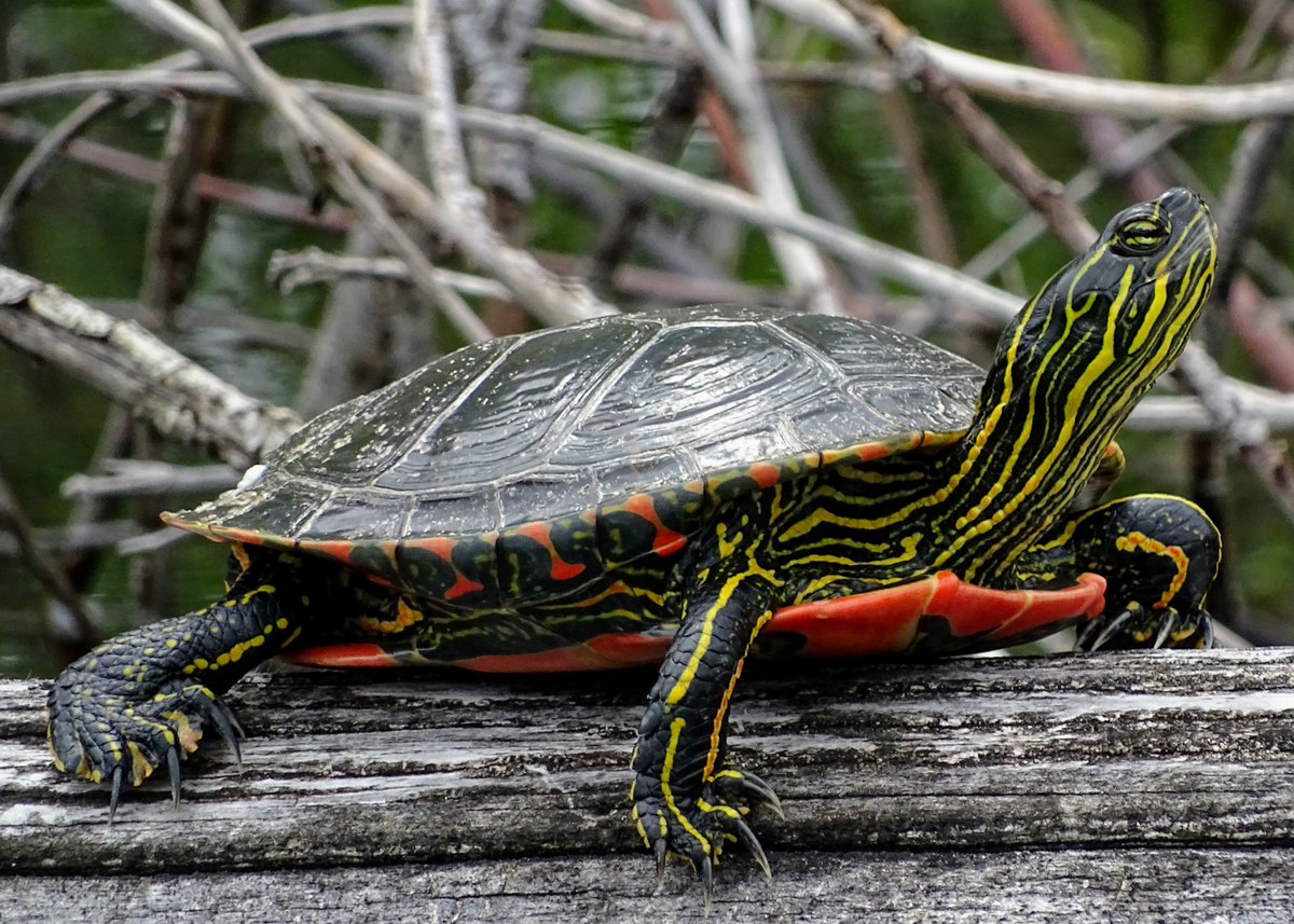 bcparksfdn's tweet photo. JUST ANNOUNCED 🚨 The protection of Western Painted Turtles though the largest expansion of Rosebud Lake Regional Park in its 30-year history, expanding the park from 16 hectares to more than 80. That’s five times its current size!

This expansion brings much of the lake’s shoreline into the regional park. The shoreline and the upland leading into it are crucial for Western Painted Turtles, which make their home in this part of British Columbia and are the only native freshwater turtle species in BC.

“We purchased this land and protected vulnerable nesting sites to give the Western Painted Turtles a better chance of hatching and surviving to adulthood. This announcement reflects our community’s commitment to provide opportunities for people to enjoy BC while conserving the incredible diversity of other species that also live here.” - Andy Day, CEO, BC Parks Foundation

Learn more: https://t.co/GcVRhhHFzR

@environmentca 
@RDofCK