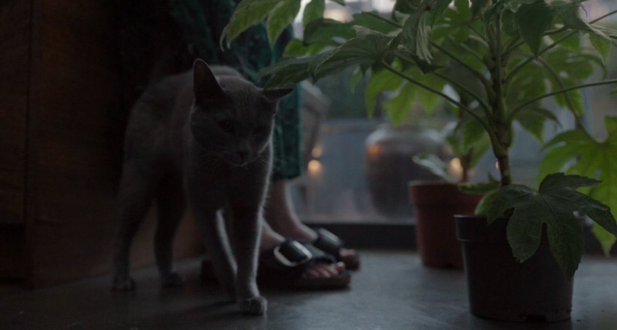 Watching #Disclaimer on <a href="/AppleTV/">Apple TV</a> and I am loving Cate’s cat.