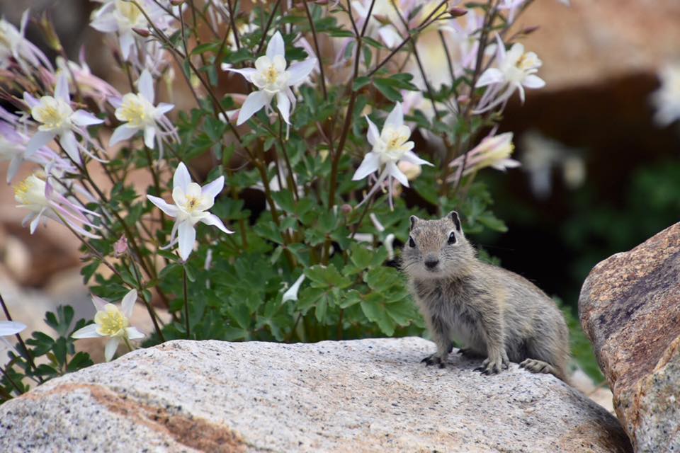 Beth Pratt (@bethpratt) on Twitter photo To celebrate #squirrelappreciationday, going to share excerpts from my upcoming book, Yosemite Wildlife, with the <a href="/YoseConservancy/">Yosemite Conservancy</a> about our Sierra squirrels.
First up: Meet "A Dapper Chunk of Spunkiness” or the Belding ground squirrel.
"One of the most interesting small To celebrate #squirrelappreciationday, going to share excerpts from my upcoming book, Yosemite Wildlife, with the <a href="/YoseConservancy/">Yosemite Conservancy</a> about our Sierra squirrels.
First up: Meet "A Dapper Chunk of Spunkiness” or the Belding ground squirrel.
"One of the most interesting small