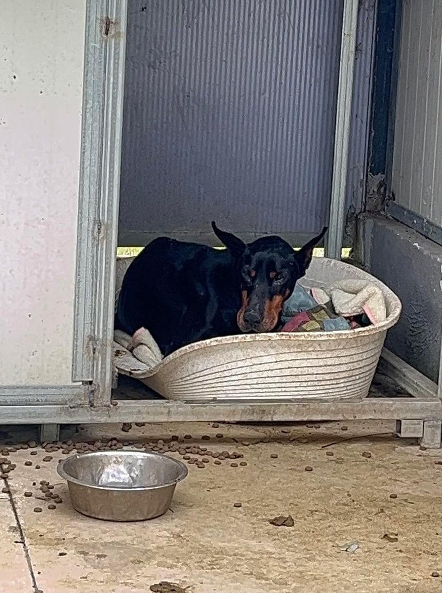 tiziana_55's tweet photo. Ricevo,😡AL PEGGIO NON C’È MAI FINE,Con che coraggio buttare come una pezza un Doberman di 13 anni in canile !
Wonder,dDobermann meraviglioso e veramente dolcissimo e buonissimo e con queste temperature e pioggia non può assolutamente stare in un canile😭😭😭 Napoli 3355320974 https://t.co/2IQf6tehZt