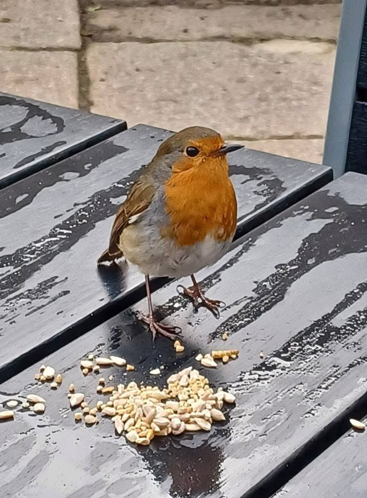M0AFJ's tweet photo. My coffee companion today  #Winterwatch #penrose #Cornwall 
#everyone 
#countryfile https://t.co/W44F82Abdj