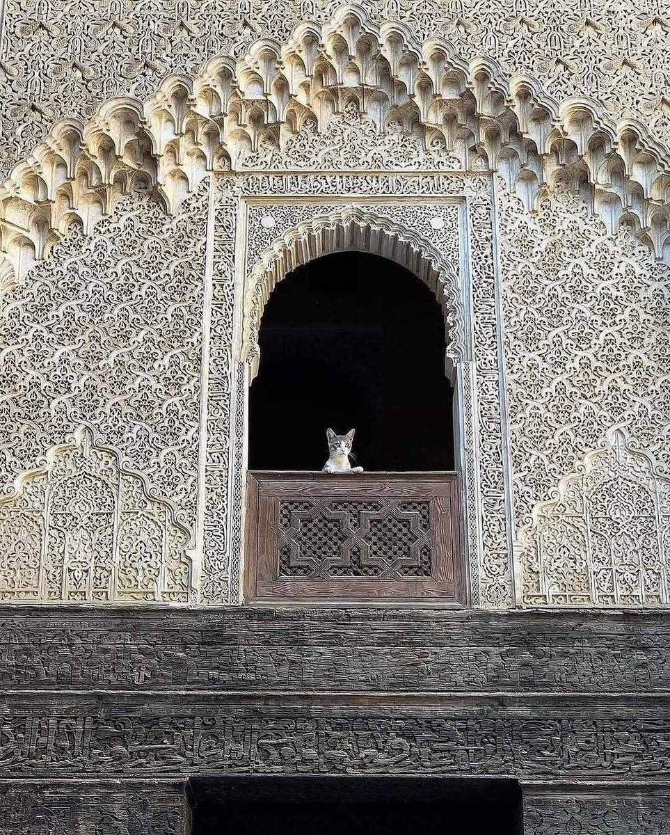 wana_visualss's tweet photo. Moroccan Cat Enjoys the View 😽 https://t.co/0CiDIDrXyV