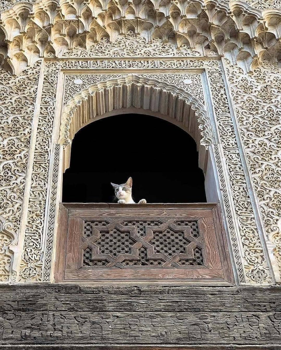 wana_visualss's tweet photo. Moroccan Cat Enjoys the View 😽 https://t.co/0CiDIDrXyV