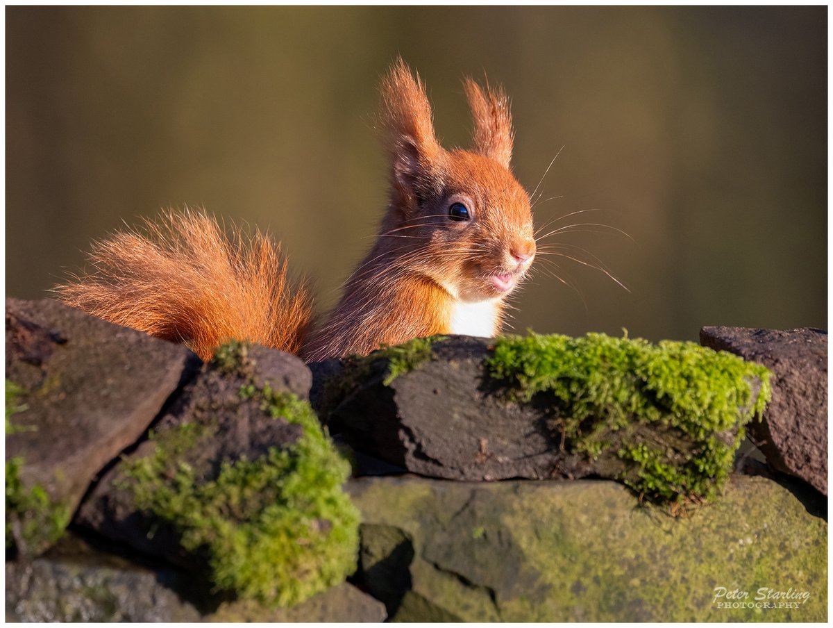 Peter__Starling's tweet photo. A red squirrel popping up to say hello on #RedSquirrelAppreciationDay 

#springwatch
#Winterwatch https://t.co/Zcbi5DjM6o
