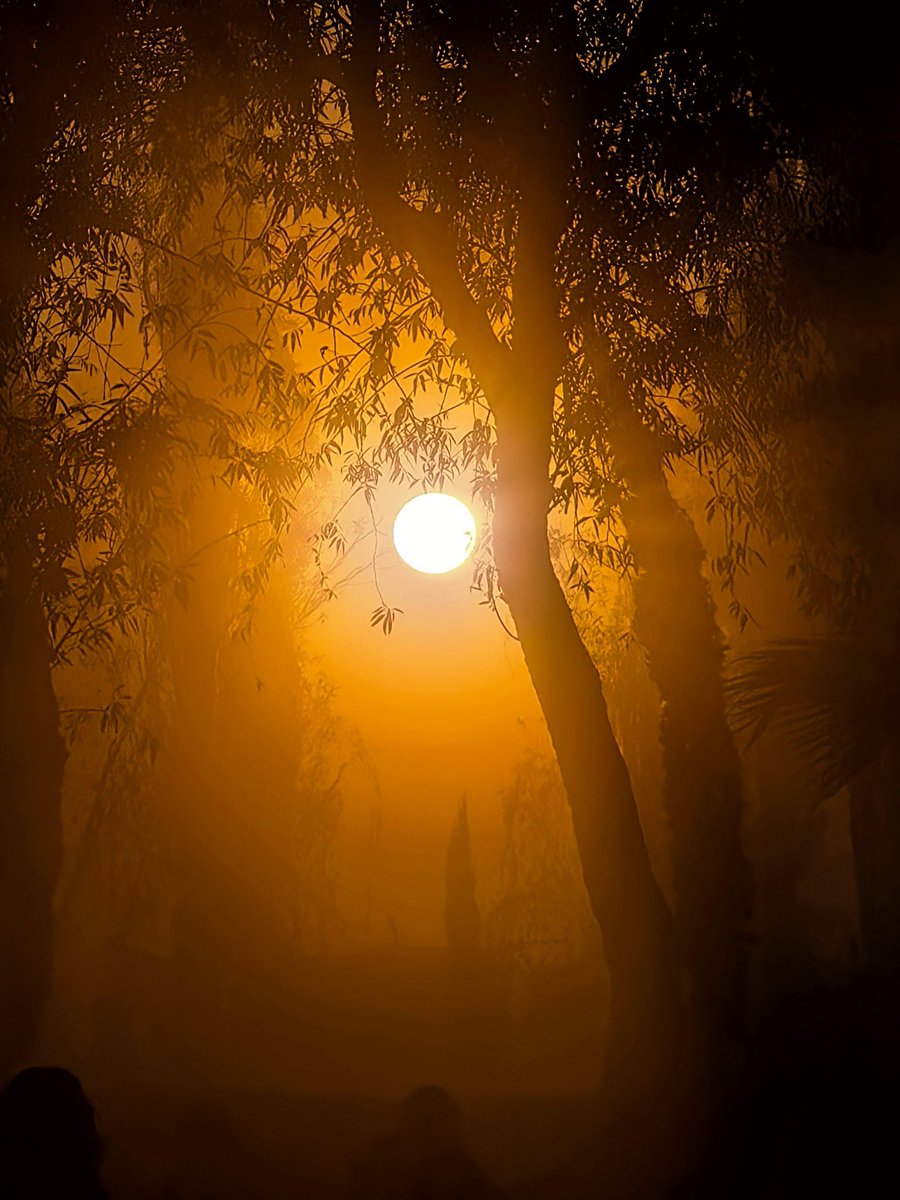 Charlypi tweet media