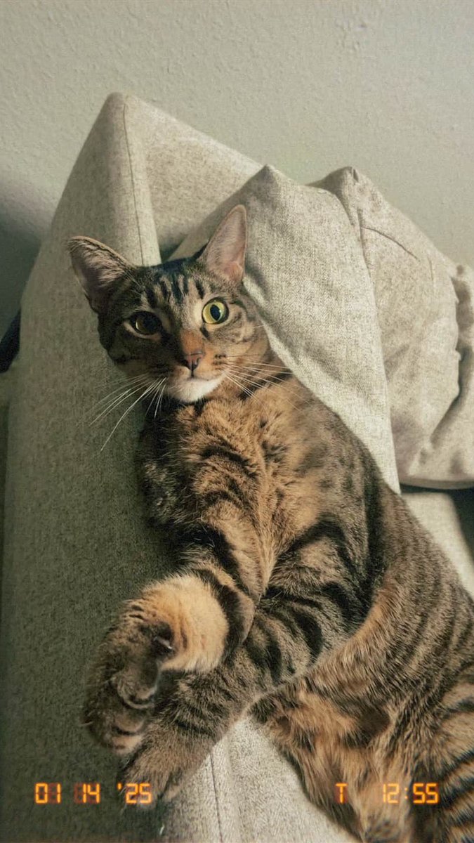 MaxEstes3's tweet photo. Hey…been a while, just been trying to get my cat to eat wet food. Hope this blessed someone’s timeline :) https://t.co/YBokboi05M